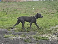 Harry, a male Cane Corso for sale in West Palm Beach, FL – 3 of 3