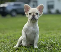 Misty, a female French Bulldog for sale in West Palm Beach, FL – 3 of 7
