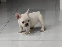 Ice, a male French Bulldog for sale in West Palm Beach, FL – 8 of 9
