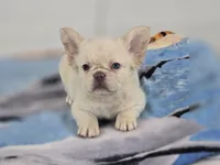 Misty, a female French Bulldog for sale in West Palm Beach, FL – 2 of 4