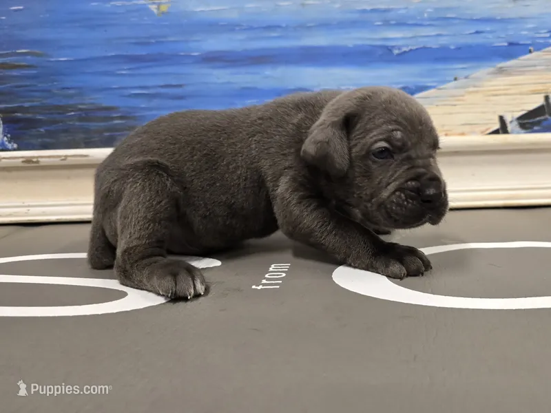 Bruce – Cane Corso puppy for sale in West Palm Beach, FL