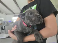 Bruce, a male Cane Corso for sale in West Palm Beach, FL – 5 of 5