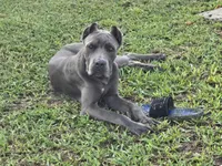 Harry, a male Cane Corso for sale in West Palm Beach, FL – Photo 3 of 3