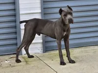 Harry, a male Cane Corso for sale in West Palm Beach, FL – Photo 2 of 3