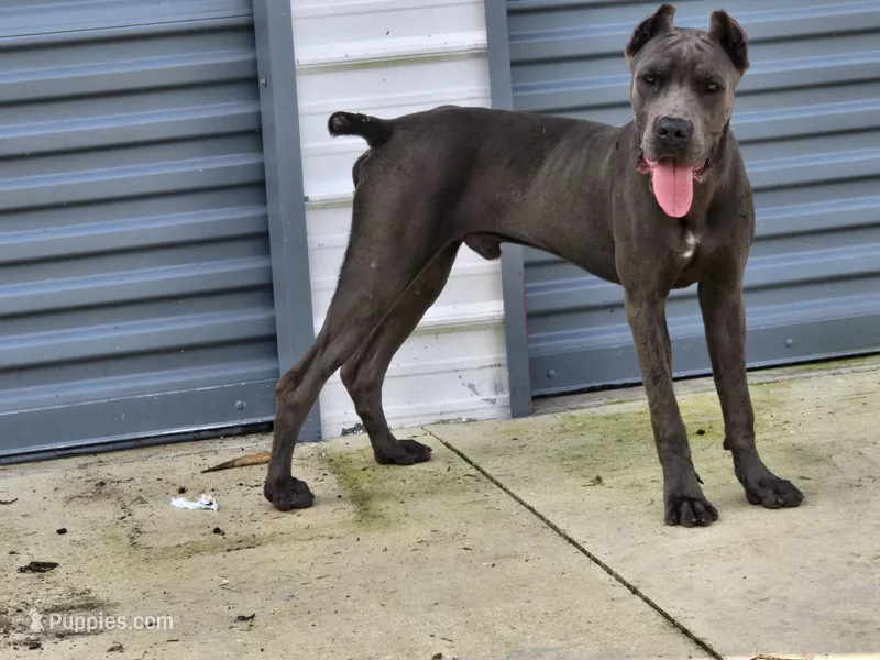 Harry – Cane Corso puppy for sale in West Palm Beach, FL