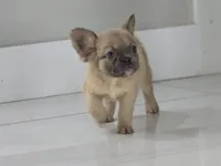 Maya, a female French Bulldog for sale in West Palm Beach, FL – 4 of 4