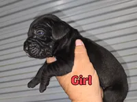 Raven, a female Cane Corso for sale in West Palm Beach, FL – 3 of 5