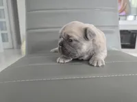 Chewbaca, a male French Bulldog for sale in West Palm Beach, FL – 4 of 4