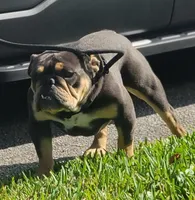 misty, a female English Bulldog for sale in West Palm Beach, FL – Photo 2 of 3