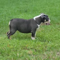 misty, a female English Bulldog for sale in West Palm Beach, FL – Photo 3 of 3