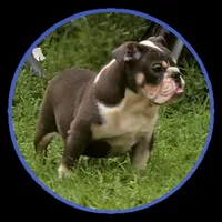misty, a female English Bulldog for sale in West Palm Beach, FL – Photo 1 of 3