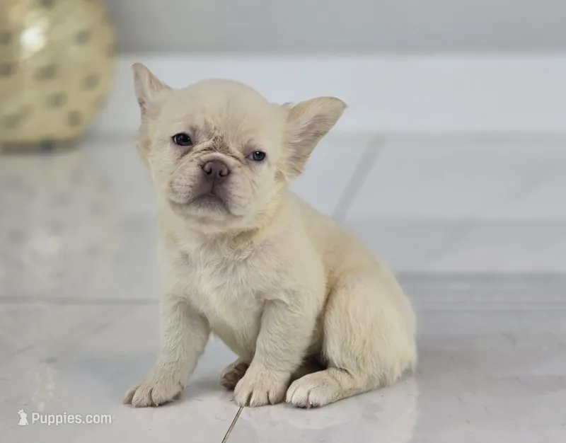 Misty – French Bulldog puppy for sale in West Palm Beach, FL
