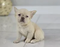 Misty, a female French Bulldog for sale in West Palm Beach, FL – 1 of 4