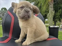 Chewbaca, a male French Bulldog for sale in West Palm Beach, FL – 1 of 6