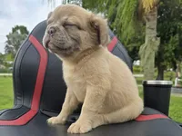 Chewbaca, a male French Bulldog for sale in West Palm Beach, FL – 6 of 6