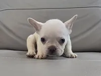 Ice, a male French Bulldog for sale in West Palm Beach, FL – 3 of 4