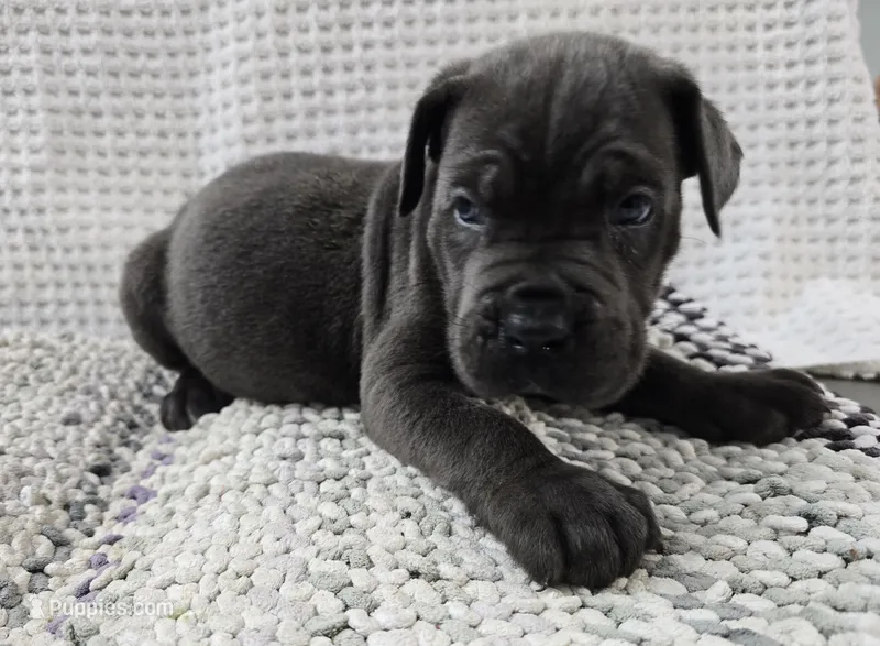 Bruce – Cane Corso puppy for sale in West Palm Beach, FL