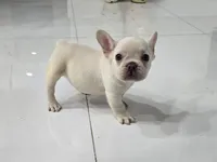 Ice, a male French Bulldog for sale in West Palm Beach, FL – 5 of 9