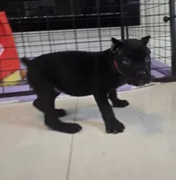 Raven, a female Cane Corso for sale in West Palm Beach, FL – 3 of 5