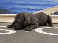 Kloee, a female Cane Corso for sale in West Palm Beach, FL – 2 of 5