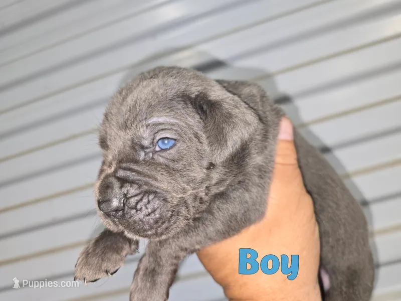 Bruce – Cane Corso puppy for sale in West Palm Beach, FL
