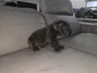 Misty, a male Cane Corso for sale in West Palm Beach, FL – 2 of 4
