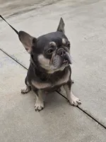 Chiqui, a female French Bulldog for sale in West Palm Beach, FL – 3 of 4