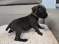 Ash, a male Cane Corso for sale in West Palm Beach, FL – 4 of 5