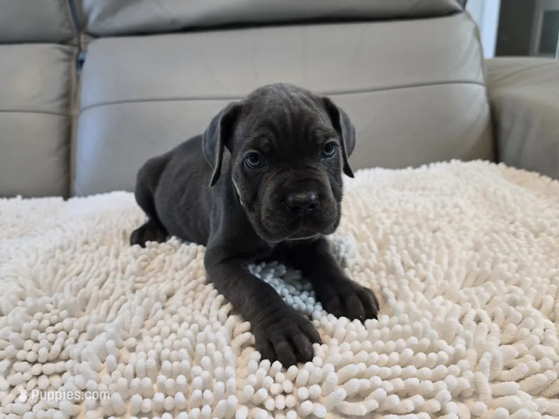 Misty – Cane Corso puppy for sale in West Palm Beach, FL