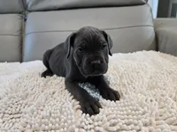 Ash, a male Cane Corso for sale in West Palm Beach, FL – 1 of 5