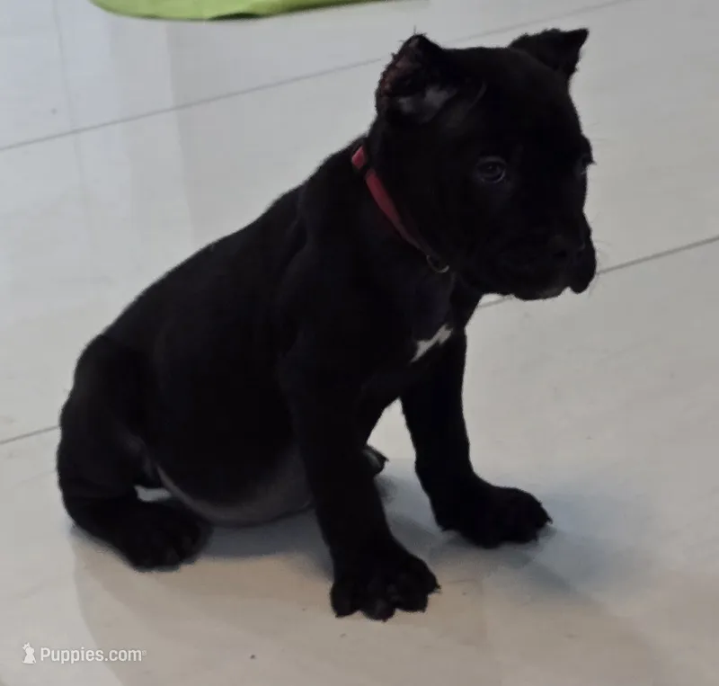 Raven – Cane Corso puppy for sale in West Palm Beach, FL