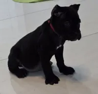 Raven, a female Cane Corso for sale in West Palm Beach, FL – 1 of 5
