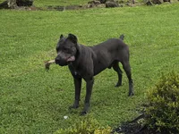 Harry , a male Cane Corso for sale in West Palm Beach, FL – 1 of 2