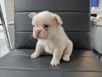 Snow, a male French Bulldog for sale in West Palm Beach, FL – 5 of 6