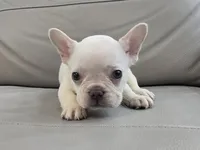 Ice, a male French Bulldog for sale in West Palm Beach, FL – 4 of 4