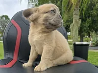 Chewbaca, a male French Bulldog for sale in West Palm Beach, FL – 5 of 6