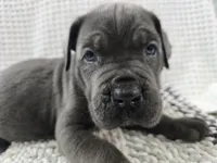 Bruce, a male Cane Corso for sale in West Palm Beach, FL – 4 of 5