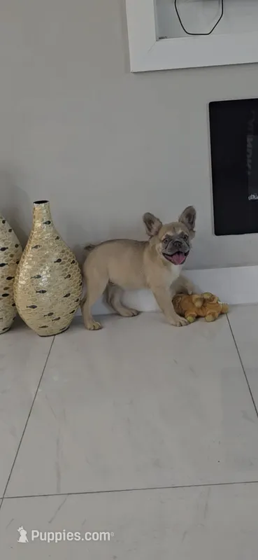 Chewbaca – French Bulldog puppy for sale in West Palm Beach, FL