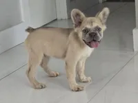 Chewbaca, a male French Bulldog for sale in West Palm Beach, FL – 2 of 4