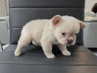 Snow, a male French Bulldog for sale in West Palm Beach, FL – 4 of 6