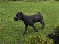 Harry , a male Cane Corso for sale in West Palm Beach, FL – 2 of 2