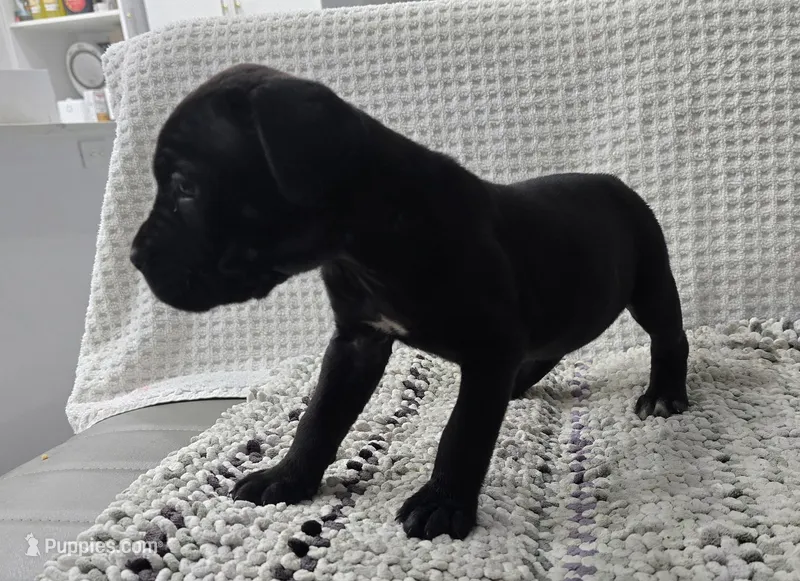 Raven – Cane Corso puppy for sale in West Palm Beach, FL