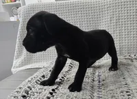 Misty, a female Cane Corso for sale in West Palm Beach, FL – 1 of 6