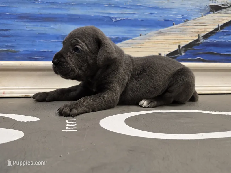 Kloee – Cane Corso puppy for sale in West Palm Beach, FL