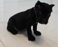 Raven, a female Cane Corso for sale in West Palm Beach, FL – 2 of 5