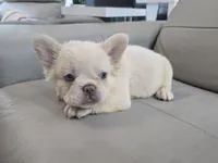 Maggy , a female French Bulldog for sale in West Palm Beach, FL – 3 of 4