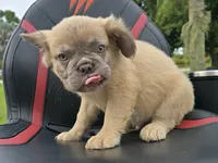 Chewbaca, a male French Bulldog for sale in West Palm Beach, FL – 2 of 6