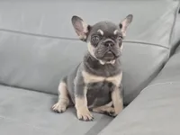 Paris, a female French Bulldog for sale in West Palm Beach, FL – Photo 5 of 6