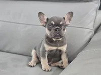 Paris, a female French Bulldog for sale in West Palm Beach, FL – Photo 1 of 6