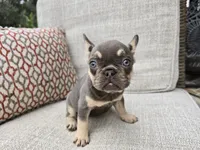 Paris, a female French Bulldog for sale in West Palm Beach, FL – Photo 4 of 6